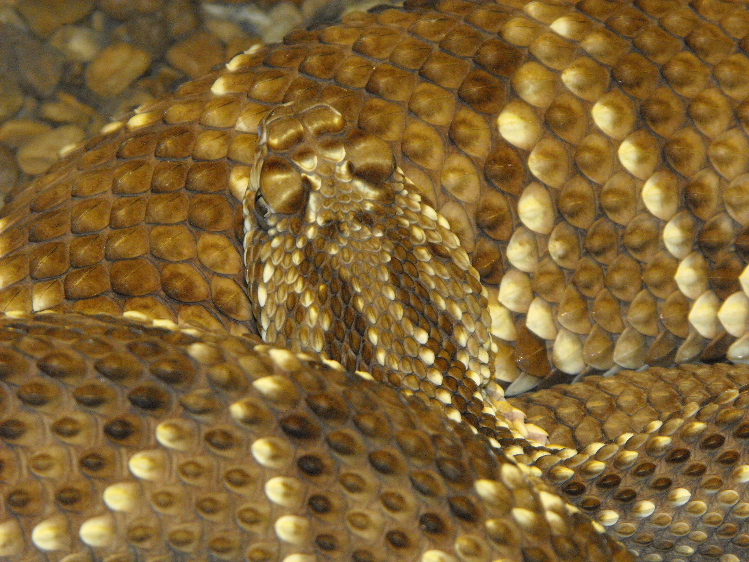 neo tropic rattler.JPG [1197 Kb]